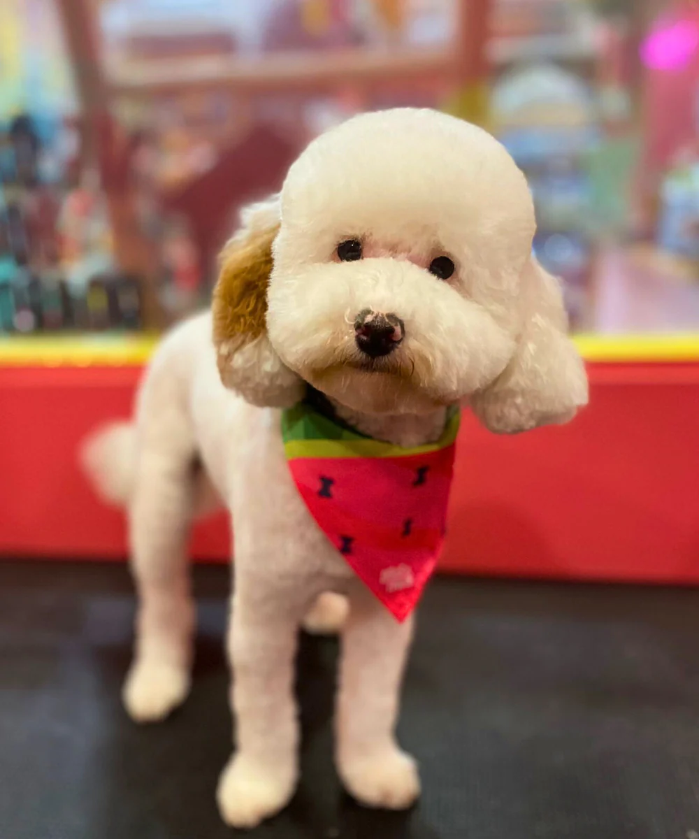 Dogs in Town - Booking